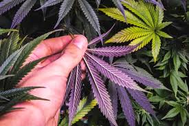 Cannabis Education
